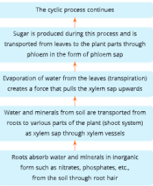 Absorption-by-Roots-An-overview-of-transport-of-water-and-nutrients-in-plants