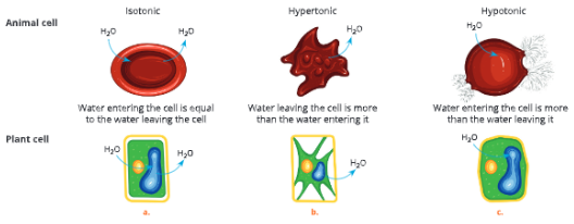 Absorption-by-Roots-Behaviour-of-animal-and-plant-cell-placed-in-solutions-of-different-concentration