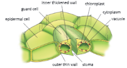 Absorption-by-Roots-Cross-section-through-stomata
