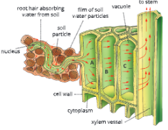 Absorption-by-Roots-Diagram-to-show-cell-to-cell-passage-of-water-from-soil-to-xylem-vessels-in-a-root
