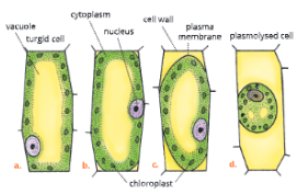 Absorption-by-Roots-Diagrammatic-representation-of-plasmolysis-in-a-cell