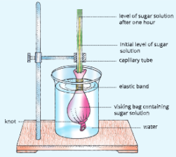 Absorption-by-Roots-Experimental-set-up-to-show-osmosis-through-Viking-bag-containing-sugar-solution.