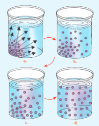 Absorption-by-Roots-Experimental-set-up-to-study-diffusion-of-potassium-permanganate-dye-in-water.