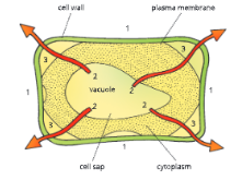 Absorption by Roots Flaccidity in a plant cell 