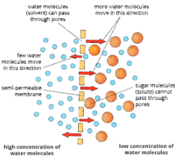 Absorption-by-Roots-Movement-of-water-molecules-through-a-semi-permeable-membrane