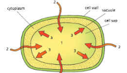 Absorption by Roots Turgor pressure in a plant cell 