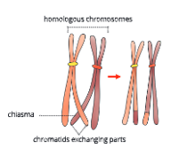 Cell-cycle-and-cell division-Crossing-over-between -maternal and-paternal-chromatids-5
