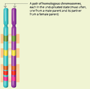 Cell-cycle-and-cell-division-Homologous-pair-chromosomes-4