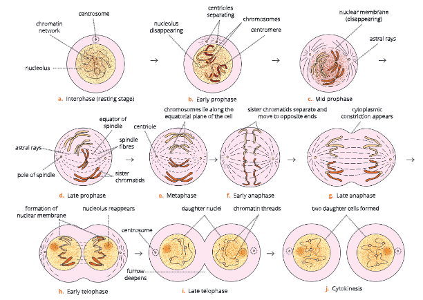 Cell-cycle-and-cell-division -stages-of-mitosis-in-an-animal-cell-3