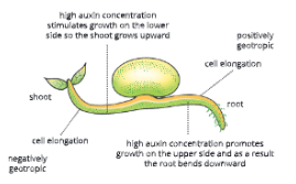 Chemical-Coordination-in-plants-Auxin-controls-the-geotropic-behaviour-of-a-plant 