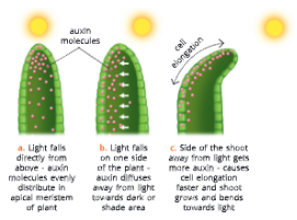 Chemical-Coordination-in-plants-Auxin-controls-the-phototropic-behaviour-of-a-plant 