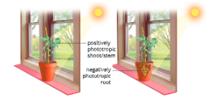 Chemical Coordination in plants Positive phototropism & Negative phototropism 