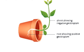 Chemical-Coordination-in-plants-Positive-and-negative-geotropism 