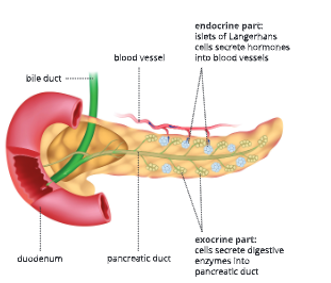 Endocrine-system-Exocrine-and-endocrine-portions-of-the -pancreas-10