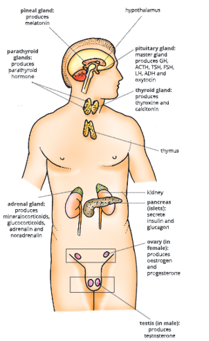 Endocrine-system-Location-of-endocrine-glands-in-our-body-4