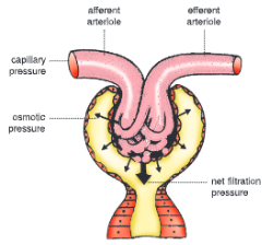Excretion-Elimination-of-Body-Wastes-Filtration-in-the-glomerulus-(ultrafiltration)