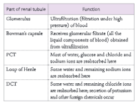 Excretion-Elimination-of-Body-Wastes-Function-of-various-parts-of-renal-tubule-in-urine-formation