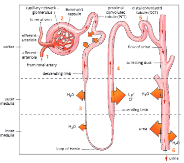 Excretion-Elimination-of-Body-Wastes-Role-of-nephron-in-urine-formation