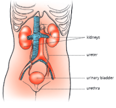 Excretion-Elimination-of-Body-Wastes-The-human-urinary-system