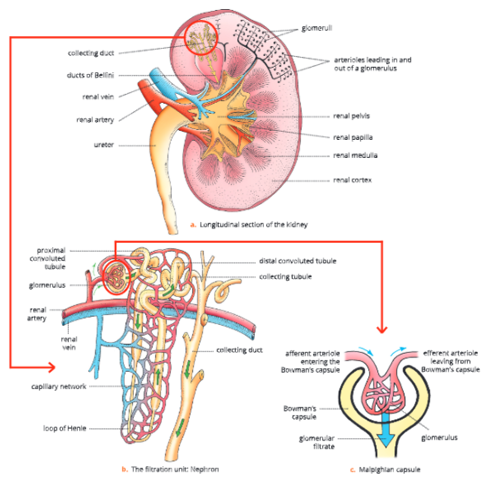 Excretion-Elimination-of-Body-Wastes-The-structure-and-location-of-nephron-in-a-kidney