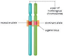 Heredity-and-genetics-Alternative-forms-of-the-gene-occupying-the-sam-position-on-the-chromosomes.