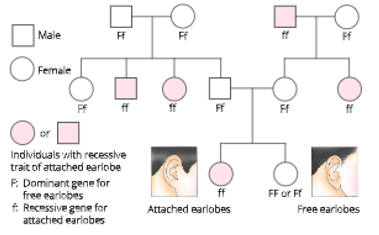 Heredity-and-genetics-Pedigree-analysis-9