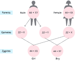 Heredity-and-genetics-Sex-determination-in-human-beings-11
