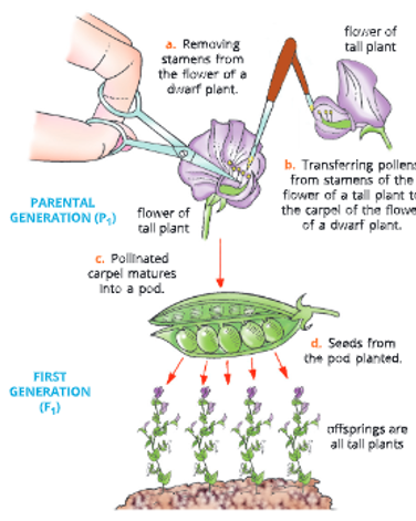Heredity-and-genetics -Steps-involved-in-cross-pollination-of-plants-3