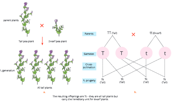 Heredity-and-genetics-dwarf-plants-4