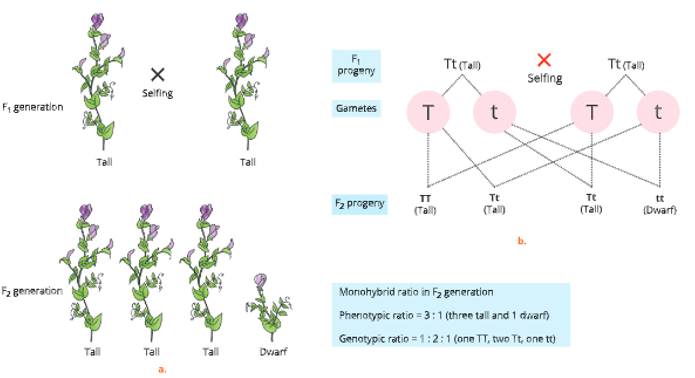 Heredity-and genetics-generation-plants-5