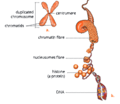 Human-Chromosomes-A-highly-magnified-view-of-the-structure-of-a-chromosome-b.-The-chromatin-fibre-and-DNA