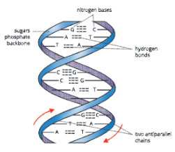 Human-Chromosomes-Diagrammatic-structure-of-DNA