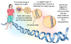 Human-Chromosomes-Gene-is-the-basic-unit-of-heredity-found-on-chromosomes.