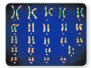 Human-Chromosomes-Human-karyotype