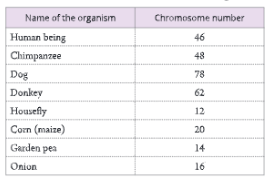 Human-Chromosomes-Number-of-chromosomes-in-some-organisms