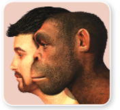 Human-evolution-H.-erectus-and-H.-sapiens-2