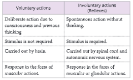 Nervous-System-Differences-between-voluntary-and-involuntary-actions