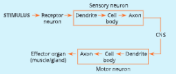 Nervous-System-Flow-chart-showing-direction-of-nerve-impulse