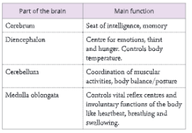Nervous-System-Main-functions-of-various-parts-of-the-brain