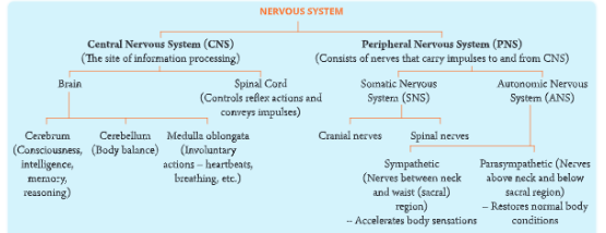Nervous-System-Organization-of-the-nervous-system-in-human-beings