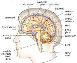 Nervous-System-Parts-of-the-human-brain