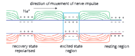 Nervous-System-Transmission-of-nerve-impulse