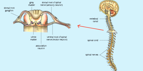 Nervous-System-structure-of-the-spinal-cord