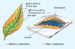 Photosynthesis Experimental set-up to show that chlorophyll is necessary for Photosynthesis 