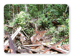 Population-problems-and-control-Deforestation-5