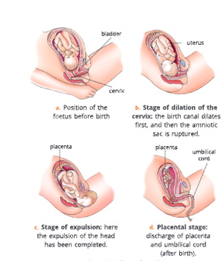 Reproductive-system-Birth-of-a-chil-17
