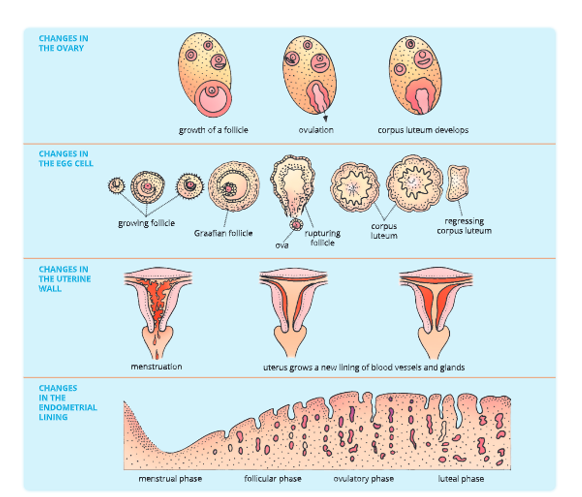 Reproductive system Changes in the female reproductiv-system-that-occur-during-the-menstrual-cycle-11