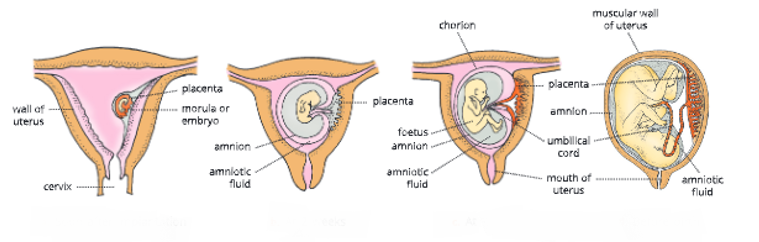 Reproductive-system -Development-of-embryo-within-the-uteru-15