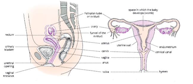 Reproductive-system-Female-reproductive-organs-in-human-beings-6