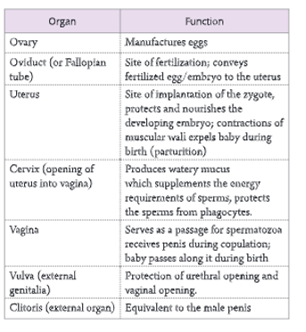 Reproductive-system-Functions-of-main-reproductive-organs-in-the-human-female-7